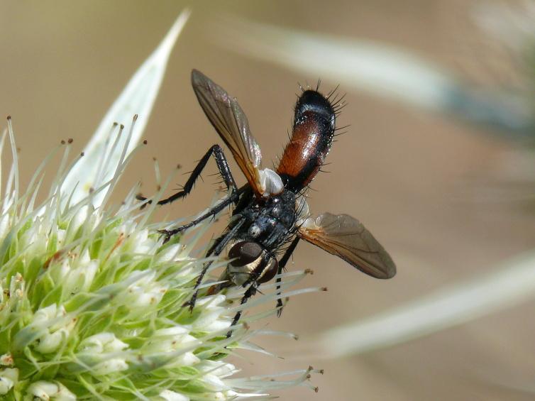 Hbitěnka štíhlá   (Cylindromyia brasiccaria ).JPG