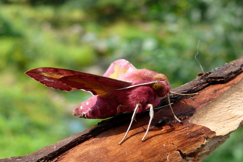 Lišaj kyprejový (Deilephia porcellus ).JPG