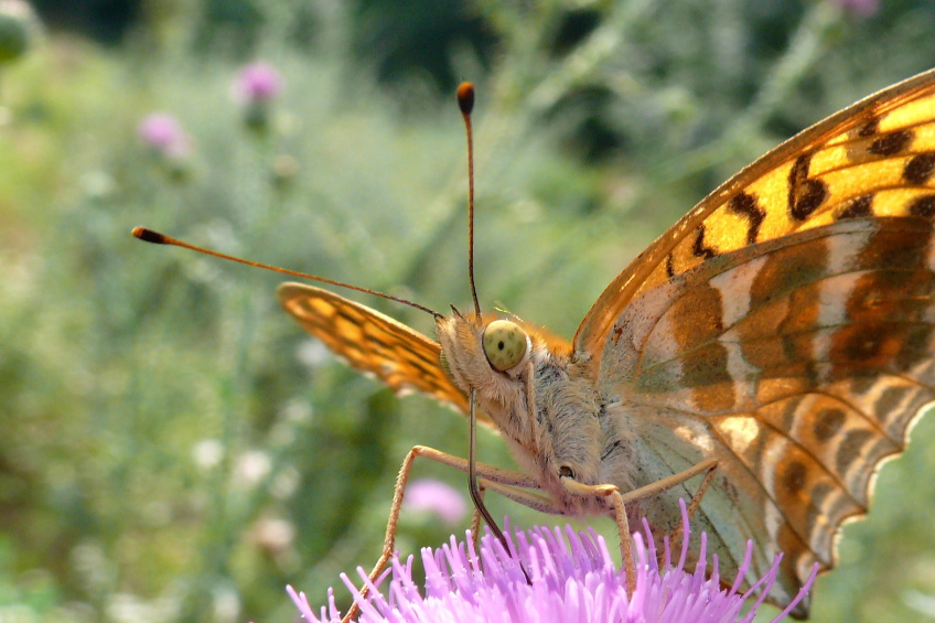 Perleťovec stříbropásek (Argynnis paphia ).JPG
