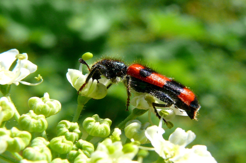 Pestrokrovečník včelí  ( Trichodes apiarius ).JPG