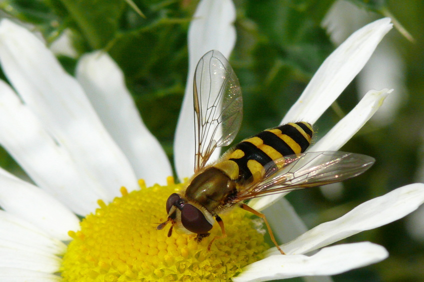 Pestřenka rybízová ( Syrphus ribesii ).JPG