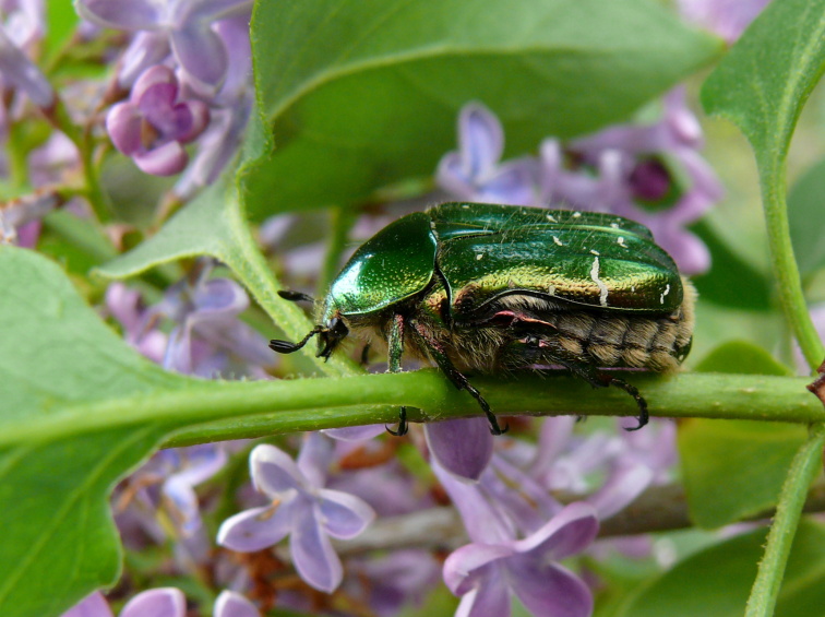 Zlatohlávek zlatý  (Cetonia aurata ).JPG