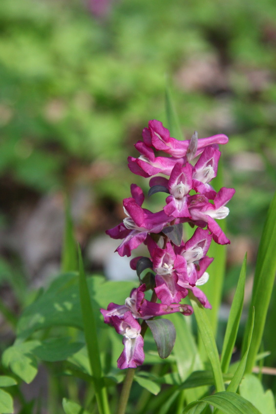dymnivka dutá Corydalis cava.JPG
