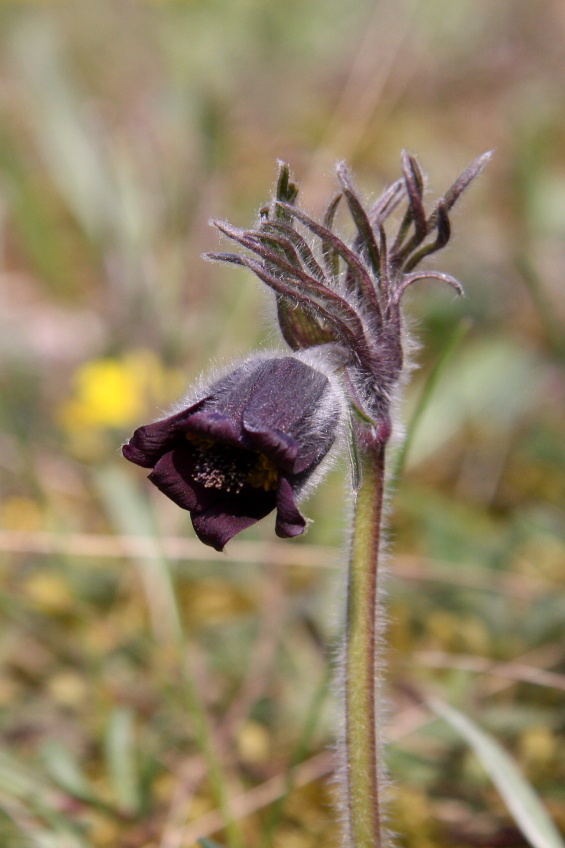 koniklec luční Pulsatilla pratensis.JPG