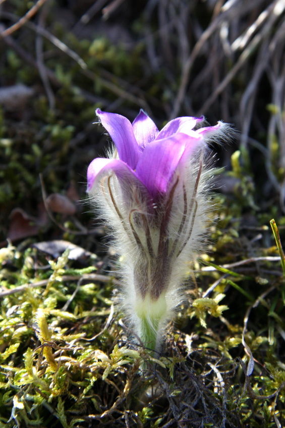 koniklec velkokvětý  Pulsatilla grandis.JPG