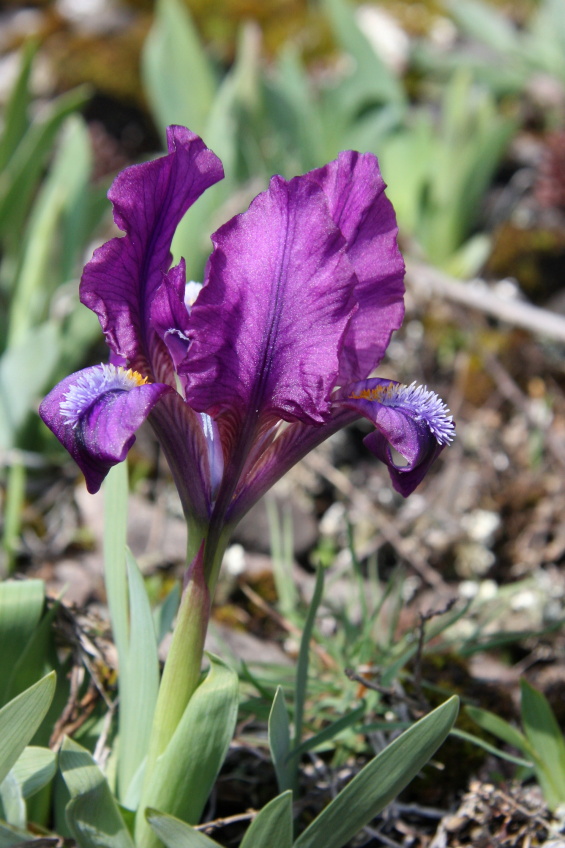kosatec nízký Iris pumila (2).JPG