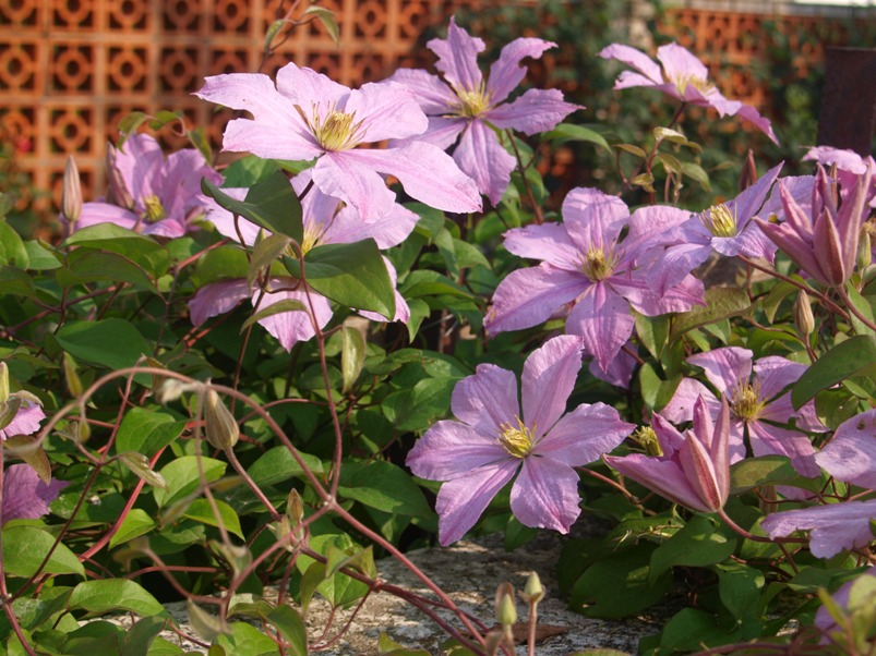 klematis
