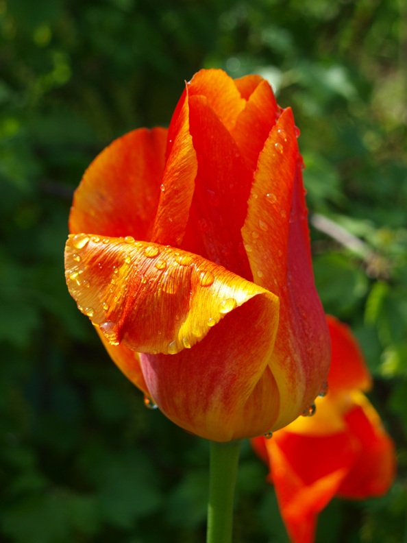 tulipan