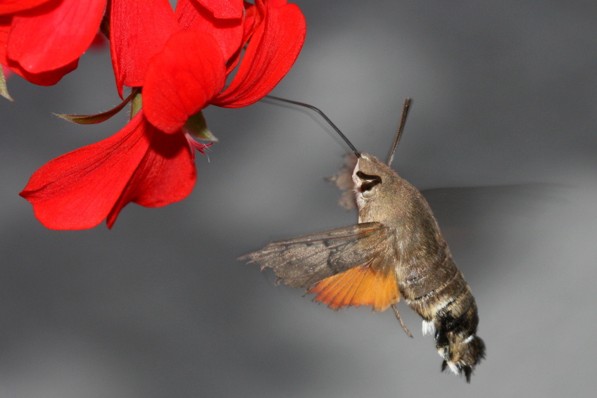 Dlouhozobka_svizelova_(_Macroglossum_stellatarum_)