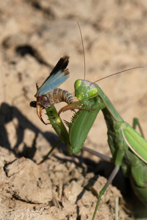 Kudlanka_nabozna_(Mantis_religiosa)
