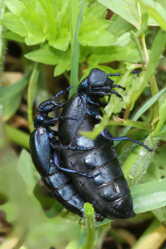 Majka_obecna_(Meloe_proscarabeus)