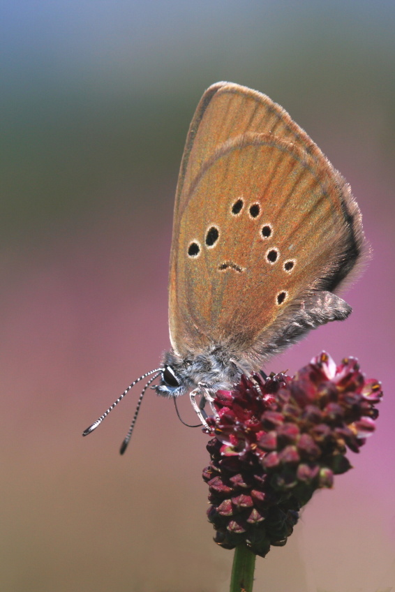 Modrasek_bahenni_(Maculinea_nausithous