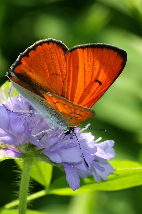 Ohnivacek_cernocarny_(_Lycaena_dispar_)
