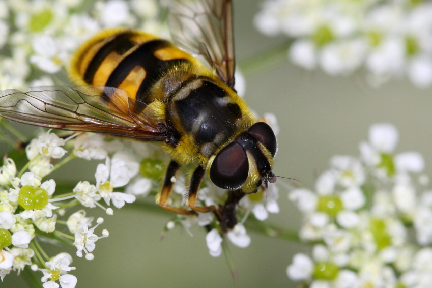 Pestrenka_smrtihlavka_(Myathropa_florea)