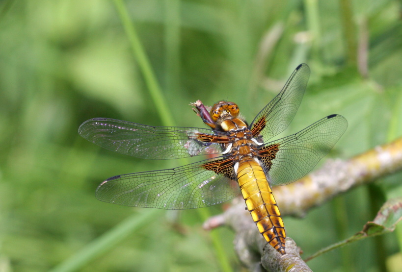Vazka_ploska_(Libellula_depresa)