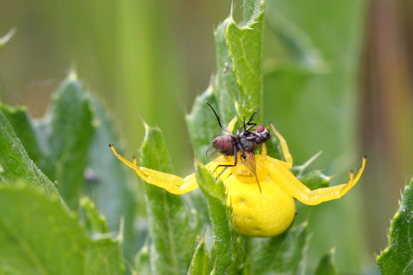 Beznik_kopretinovy_(Misimena_vatia)