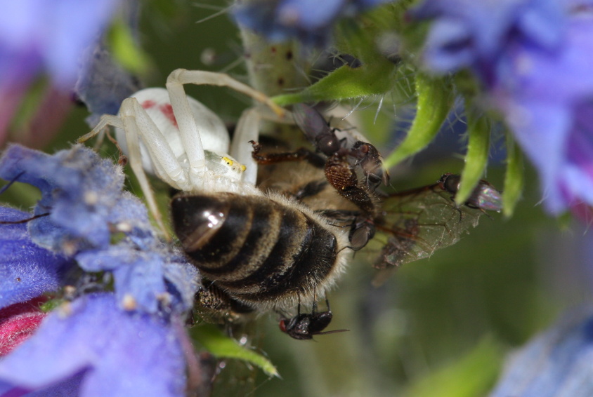 Beznik_kopretinovy_(Misimena_vatia)_(3)