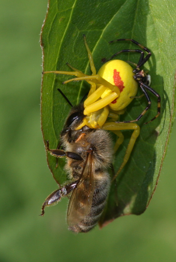 Beznik_kopretinovy_(Misumena_vatia)
