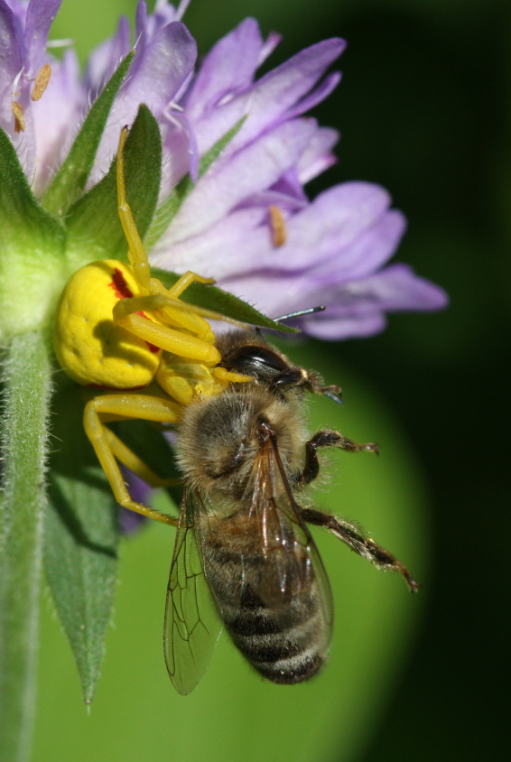 Beznik_kopretinovy_(Misumena_vatia)_(2)