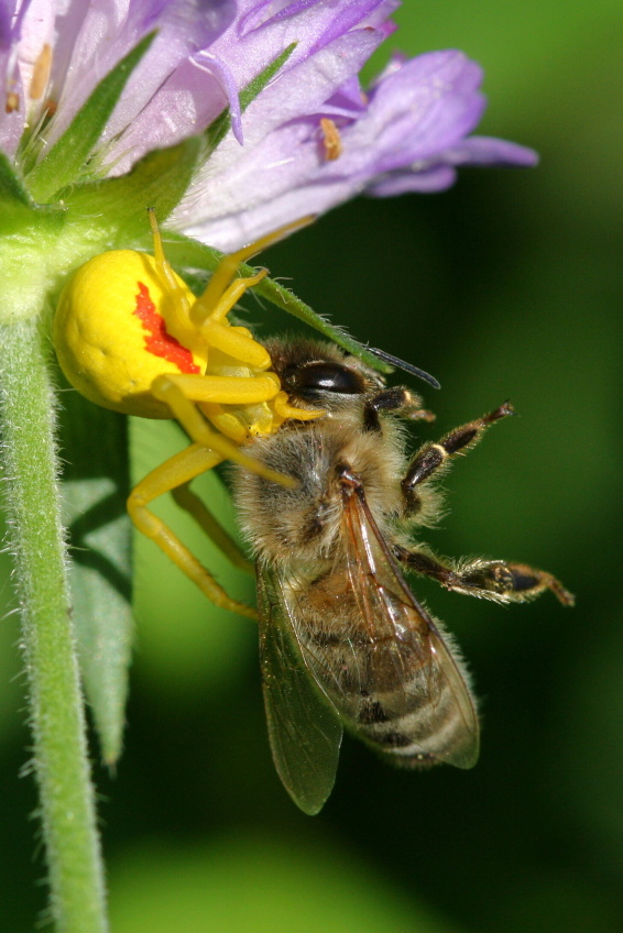 Beznik_kopretinovy_(Misumena_vatia)_(3)