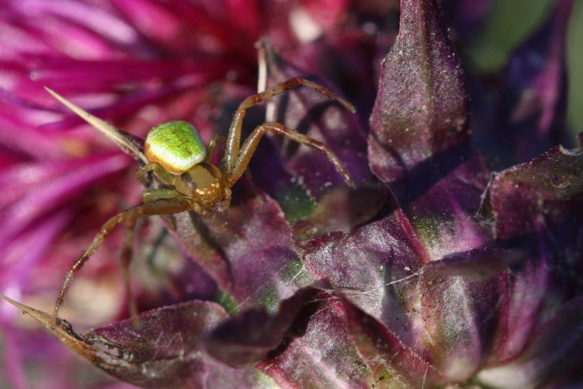 Beznik_listovy_(Ebrechtella_tricuspidata)_(2)