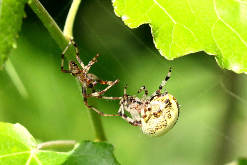 Krizak_mramorovany_(Araneus_marmoreus_)