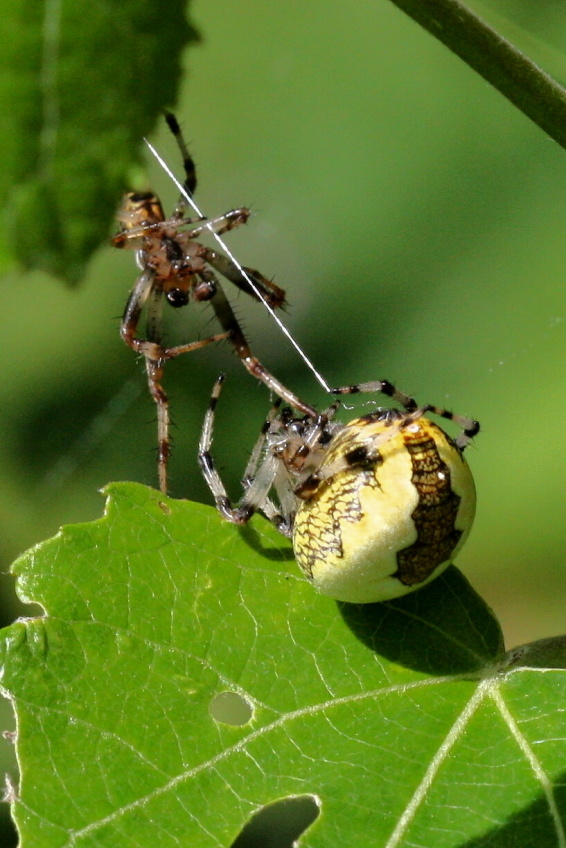 Krizak_mramorovany_(Araneus_marmoreus_)_(2)