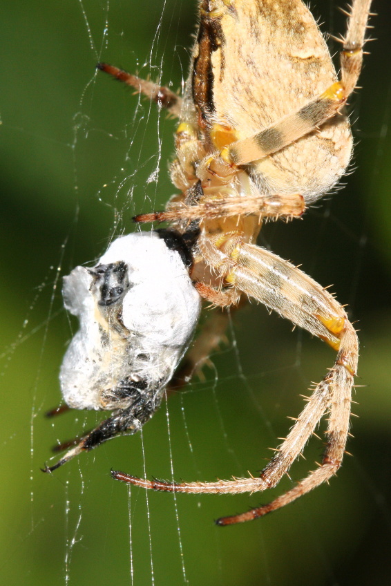 Krizak_obecny_(_Araneus_diadematus)