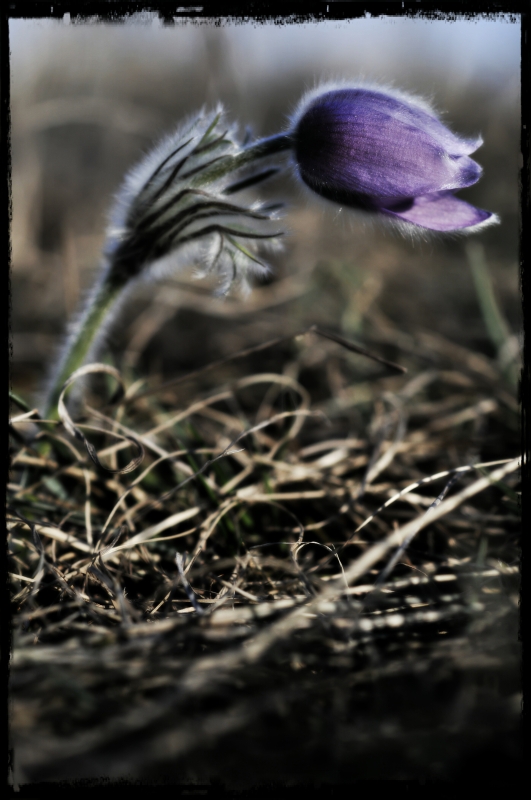 Koniklec_web_(3)