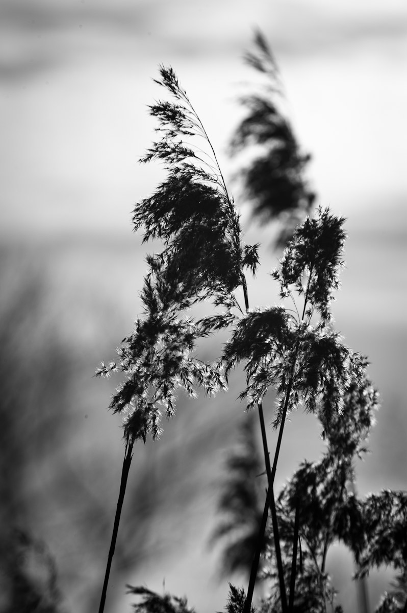 _ND39825