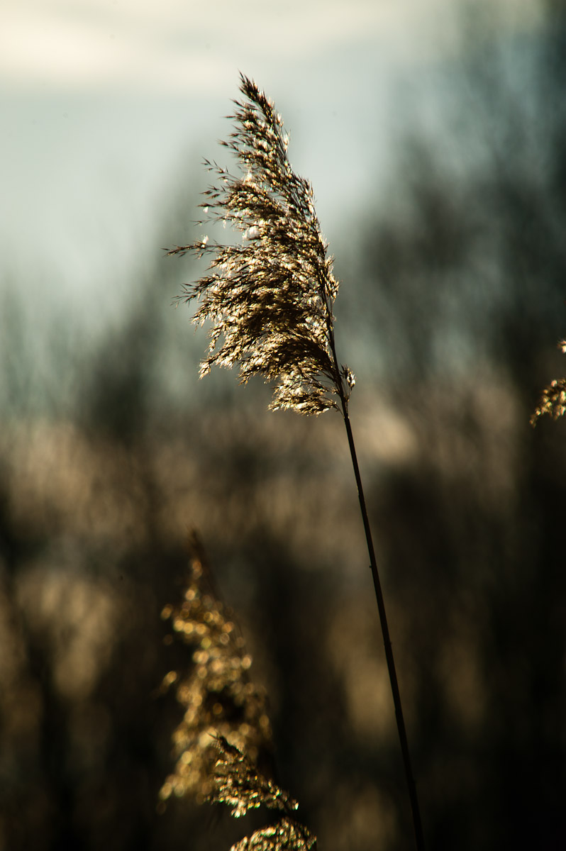 _ND39837-2