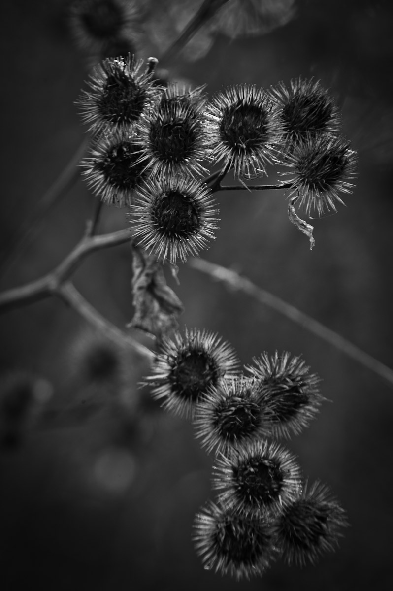 _ND39861