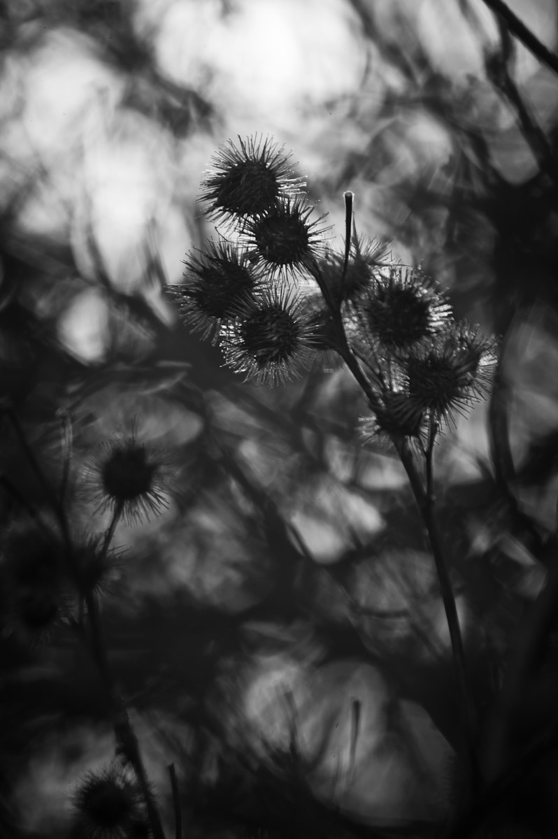 _ND39876