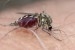 Komár pisklavý (Culex pipiens ).JPG