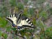 Otakárek fenyklový ( Papilio machaon ).JPG